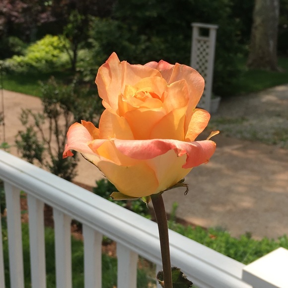 Meet your Posher, Lunar - Picture 1 of 1